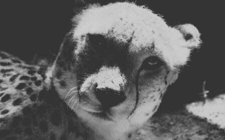 Wildtiere Quiz