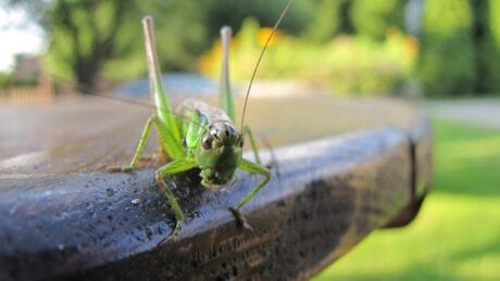 Insekten Quiz über kleine Tiere und Entomologie