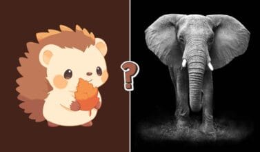 Säugetiere Quiz mit 15 Fragen über Tiere und ihre Besonderheiten