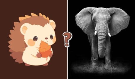 Säugetiere Quiz mit 15 Fragen über Tiere und ihre Besonderheiten