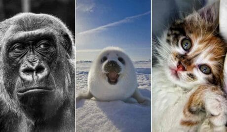 Tierquiz mit spannenden Fragen über die Welt der Tiere