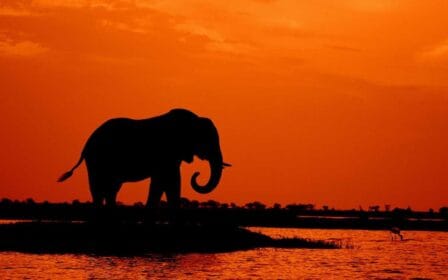 Tierreich Quiz mit Wahr-oder-falsch-Fragen über Tiere